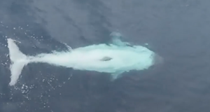 Cận cảnh cá kình trắng cực hiếm ngoài khơi bờ biển California