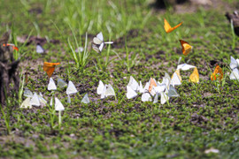 Chiêm ngưỡng hàng triệu cánh bướm bay rợp trời tại Vườn quốc gia Cúc Phương