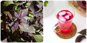 5 'đại kỵ' khi dùng lá tía tô ít người biết