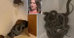 Mua căn nhà mơ ước đầu tiên trong đời, nào ngờ chọn đúng hang rắn