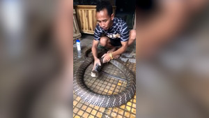 Ghê rợn cảnh người đàn ông tắm cho rắn hổ mang