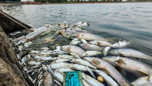 Cá chết trương, nổi trắng hồ điều hòa lớn nhất TP Hà Tĩnh