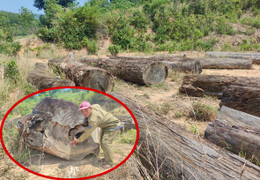 Cận cảnh bãi gỗ quý ở Kon Tum sắp thành phế liệu sau gần một thập kỷ chờ xử lý