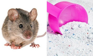 Cách diệt gián, chuột hiệu quả bằng bột giặt