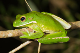 Khoảng cách loài động vật nhảy xa nhất thế giới có thể đạt được là bao nhiêu?