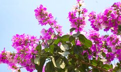 Hoa bằng lăng khoe sắc, nhuộm tím đường phố Hà Nội