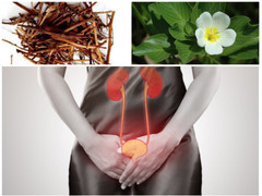 Rau dừa nước có tác dụng gì?