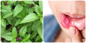 Một loại rau rẻ tiền giúp trị nhiệt miệng hiệu quả nhất
