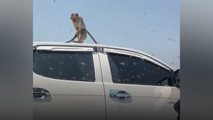 Khỉ hoang xé toạc viền cao su xe bán tải