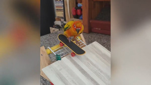 Chú vẹt trượt ván như vận động viên chuyên nghiệp