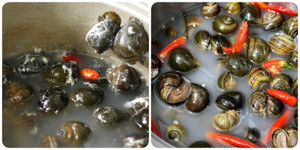 4 mẹo hay để ốc nhả hết bùn đất nhanh gọn dành cho các bà nội trợ