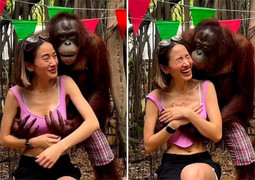 Đười ươi trong vườn thú nổi tiếng vì ‘sàm sỡ’ nữ du khách