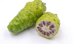 Tác dụng của quả nhàu tươi