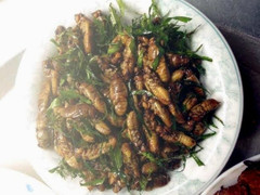 Ve sầu có ăn được không?