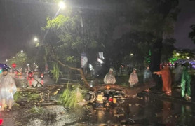 Cây phượng ở TP Huế bật gốc lúc trời mưa lớn, đè hai người đi xe máy