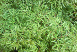 Tác hại của cây đinh lăng ít người biết