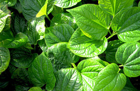 Lá lốt: Dùng đúng cách sẽ hiệu quả, sai cách sẽ độc hại