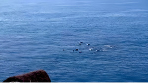 Xuất hiện đàn cá heo bơi gần bờ biển Phú Yên