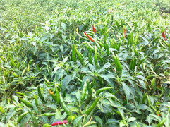 Lá ớt - tưởng bỏ đi nhưng lại cực kỳ tốt cho sức khỏe