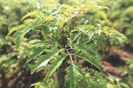 Những bài thuốc chữa bệnh hiệu quả từ cây đinh lăng