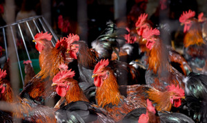 Chăn nuôi nguy cơ phá sản hàng loạt, hiệp hội kiến nghị loạt giải pháp cấp bách