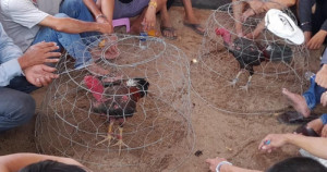 Hai người tử vong do đuối nước nghi liên quan cá độ đá gà