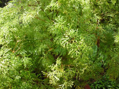 Những lưu ý quan trọng cần nhớ khi sử dụng đinh lăng