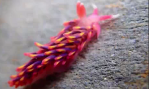 Phát hiện sinh vật màu sắc tuyệt đẹp, như bước ra từ phim hoạt hình 