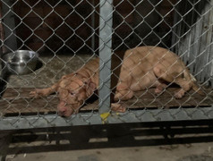 Cụ bà 82 tuổi ở Bình Dương bị chó Pitbull cắn tử vong