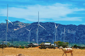 Sớm có giá tạm thời cho dự án điện tái tạo không kịp hưởng giá ưu đãi