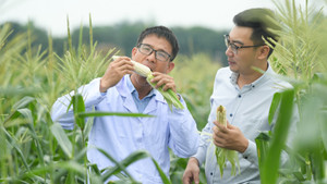 Độc đáo giống ngô hái xuống ăn liền, không cần luộc