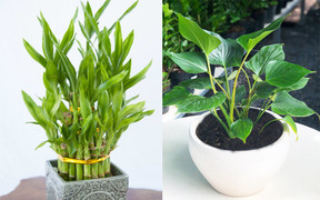 Điểm danh 9 cây cảnh phong thủy cho gia chủ mệnh Thủy 