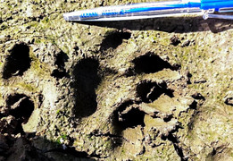 Nghi vấn hổ xuất hiện ở Lâm Đồng