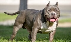 Vì sao vết cắn của chó Pitbull đáng sợ hơn những giống chó khác?