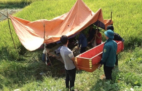 Lật máy gặt lúa, một nông dân chết thương tâm