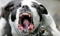 Những cái chết thương tâm vì bị chó Pitbull tấn công
