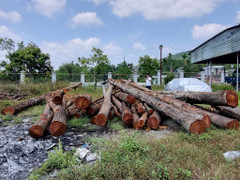 Cận cảnh 17 cây sao đen bị đốn hạ khiến người dân ở Quảng Nam xót xa