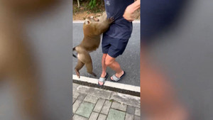 Khỉ hoang bám theo du khách để cướp thức ăn