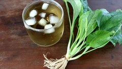Có nên uống nước bông mã đề hàng ngày không?