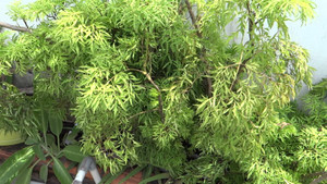 Cây đinh lăng có tác dụng gì?