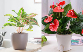 Vì sao phải trồng loại cây phong thủy này trong phòng khách? 