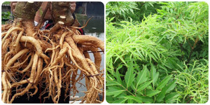 4 tác hại không ngờ của cây đinh lăng nếu dùng sai cách