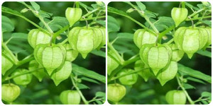 Cây tầm bóp có tác dụng gì?