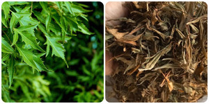 Lá đinh lăng có tác dụng gì?