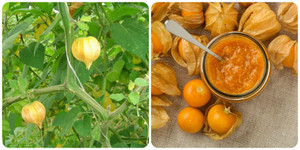 Quả tầm bóp có tác dụng gì?