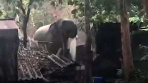 Voi rừng ở Thái Lan húc đổ nhà gỗ khi tìm thức ăn