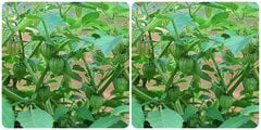 Những ai không nên ăn rau tầm bóp?