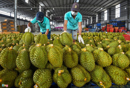 Tin vui với sầu riêng Việt Nam