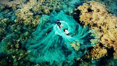 Ngất ngây 'cánh đồng vàng' dưới biển xanh trong ở đảo Hòn Khô, Bình Định