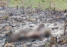 Phát hiện người đàn ông tử vong trên rẫy, thi thể cháy đen